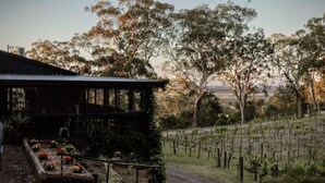 A vineyard with a rustic building, a dirt path, and a variety of trees.
