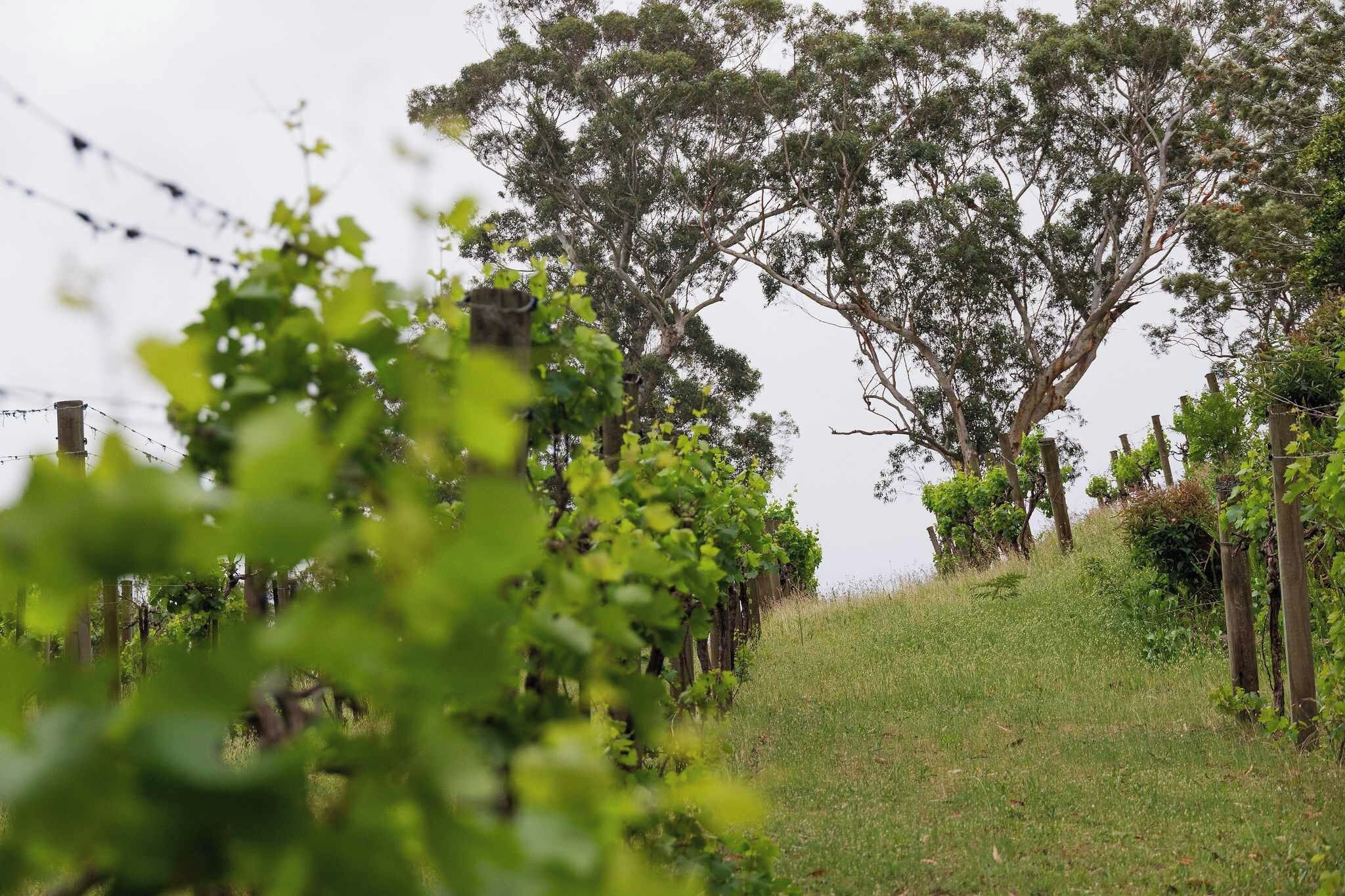 Viñedo con hileras de vides y árboles al fondo.