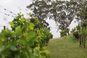Viñedo con hileras de vides y árboles al fondo.