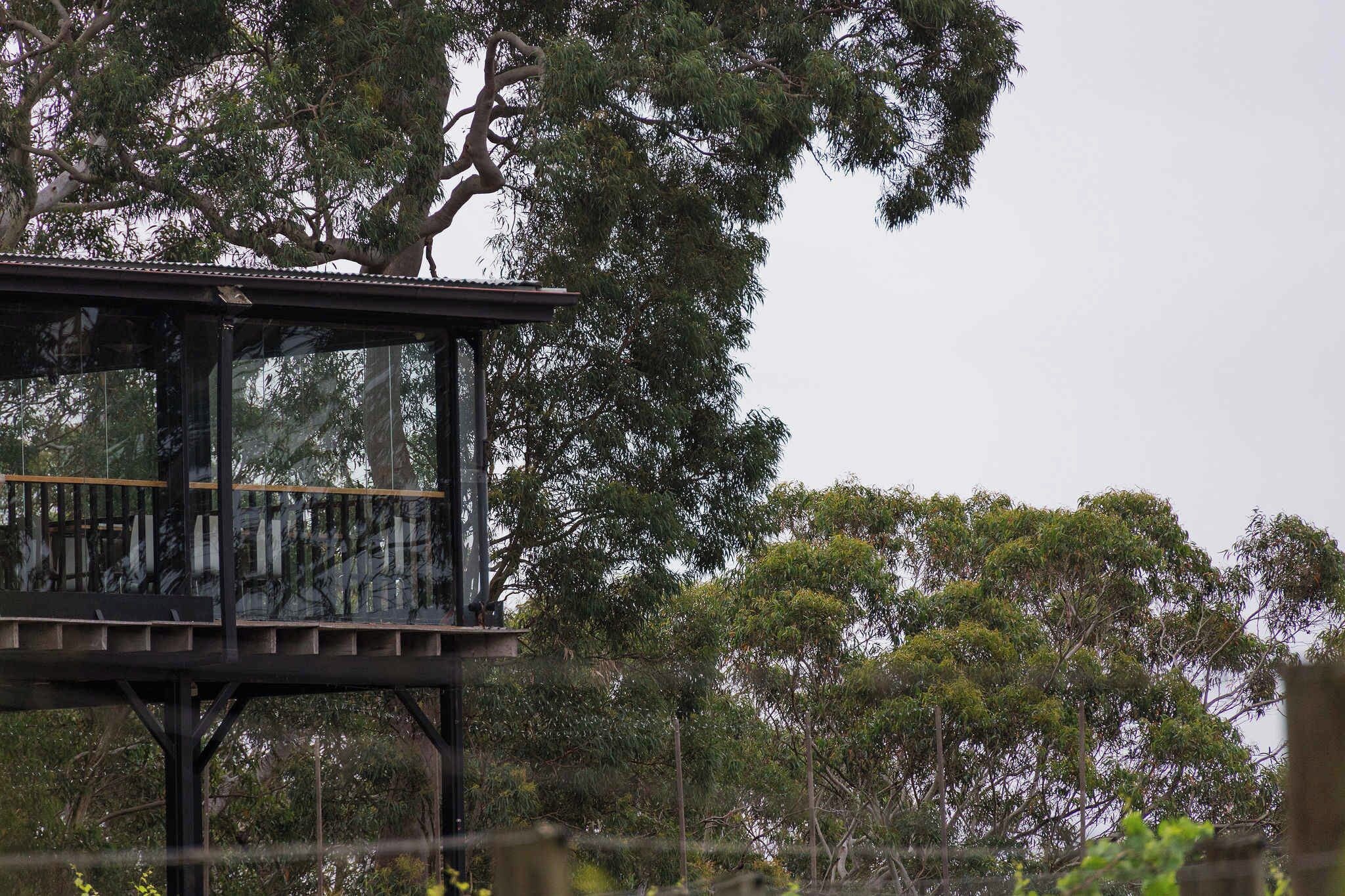 Una casa sull'albero con veranda in legno e pareti di vetro, immersa in un fitto fogliame.