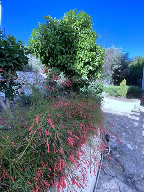 Stroll through a serene garden oasis, surrounded by lush greenery and vibrant flowers.