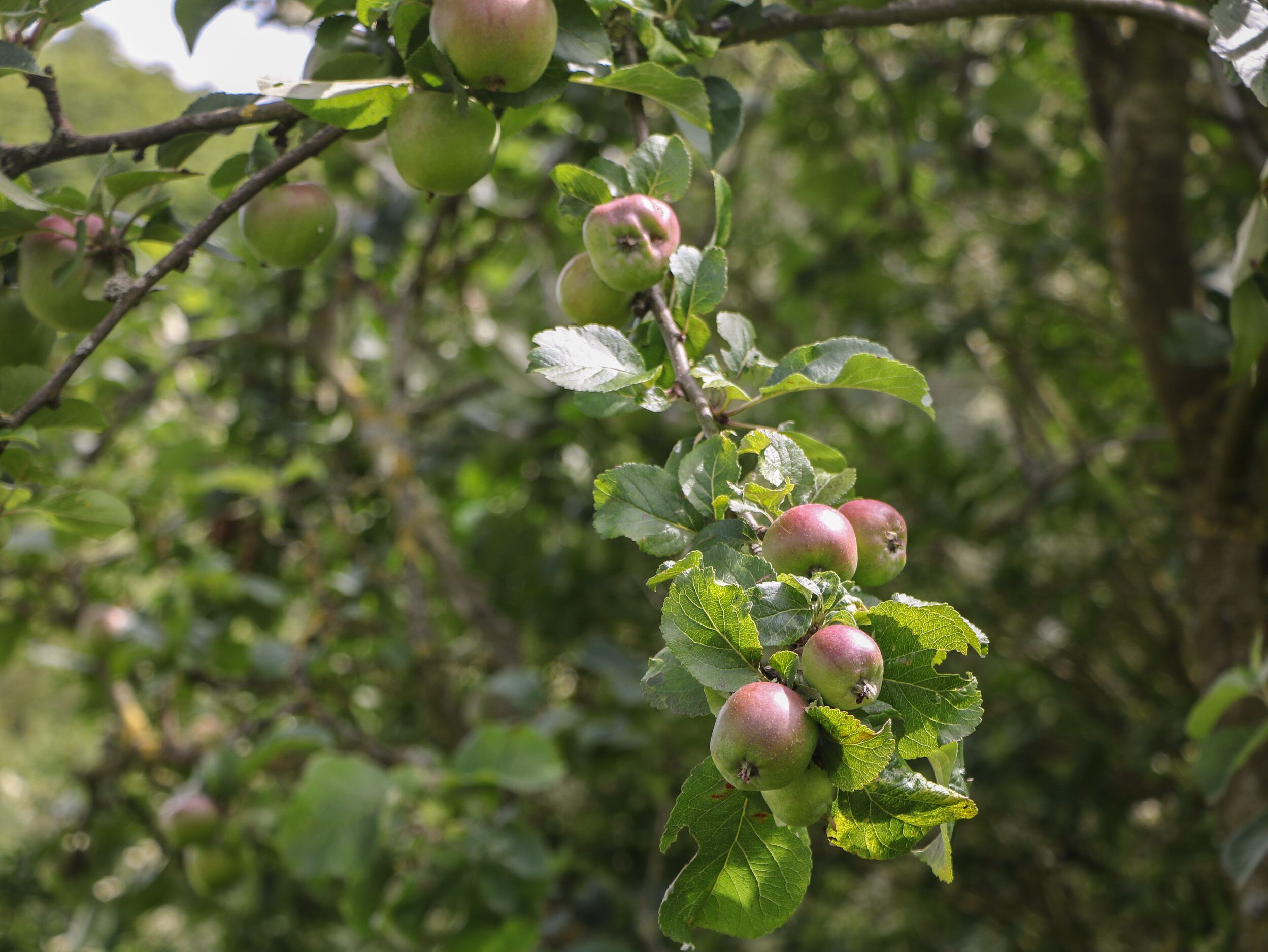 Un árbol con hojas verdes y varias manzanas rojas aún verdes.