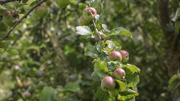 Un árbol con hojas verdes y varias manzanas rojas aún verdes.