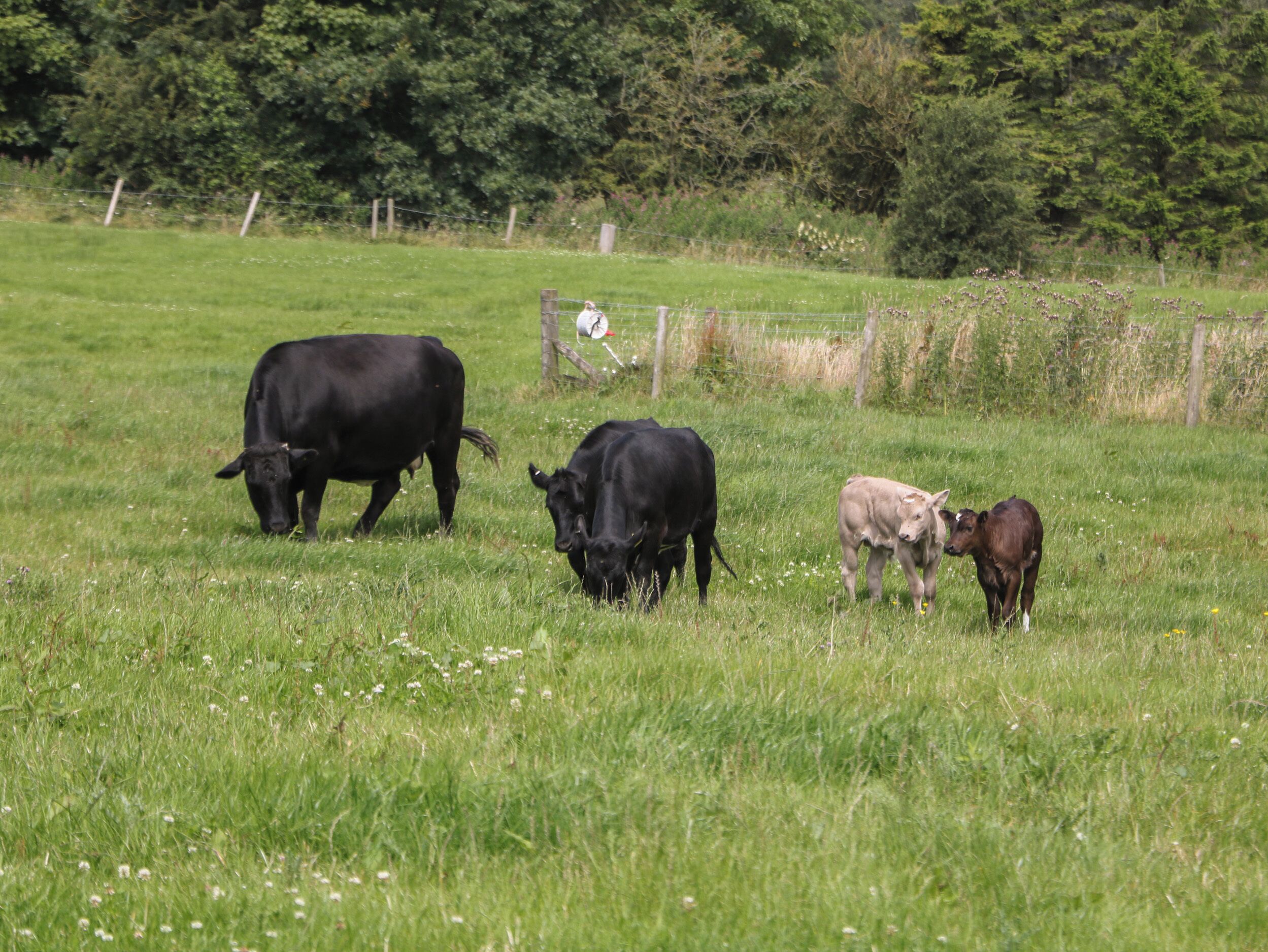 Un campo cubierto de hierba con vacas pastando.
