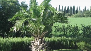 A palm tree in a landscaped garden with a field and tall trees in the background.