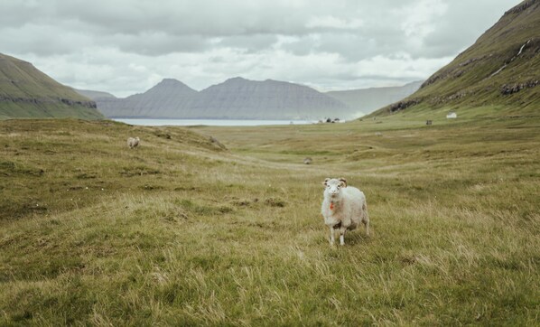 A grassy field with a sheep in the foreground and mountains in the background.