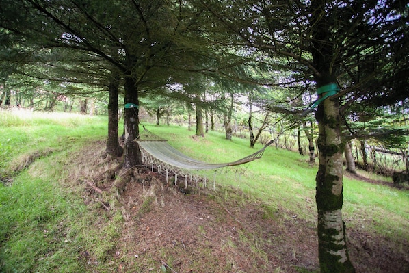 A hammock tied between trees in a forested area.