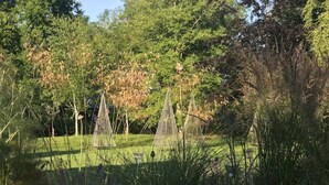 A garden with a variety of plants and trees, including some with pink flowers. - Stunning Lodge in Idyllic Setting, Near Cambridge (Bourn)