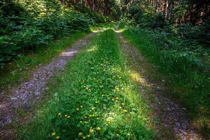Uma trilha na floresta com área gramada e flores amarelas.