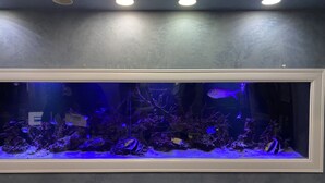 Ein großes Aquarium mit verschiedenen Fischen und Korallen, eingefasst von einem weißen Rahmen, beleuchtet von Deckenleuchten.