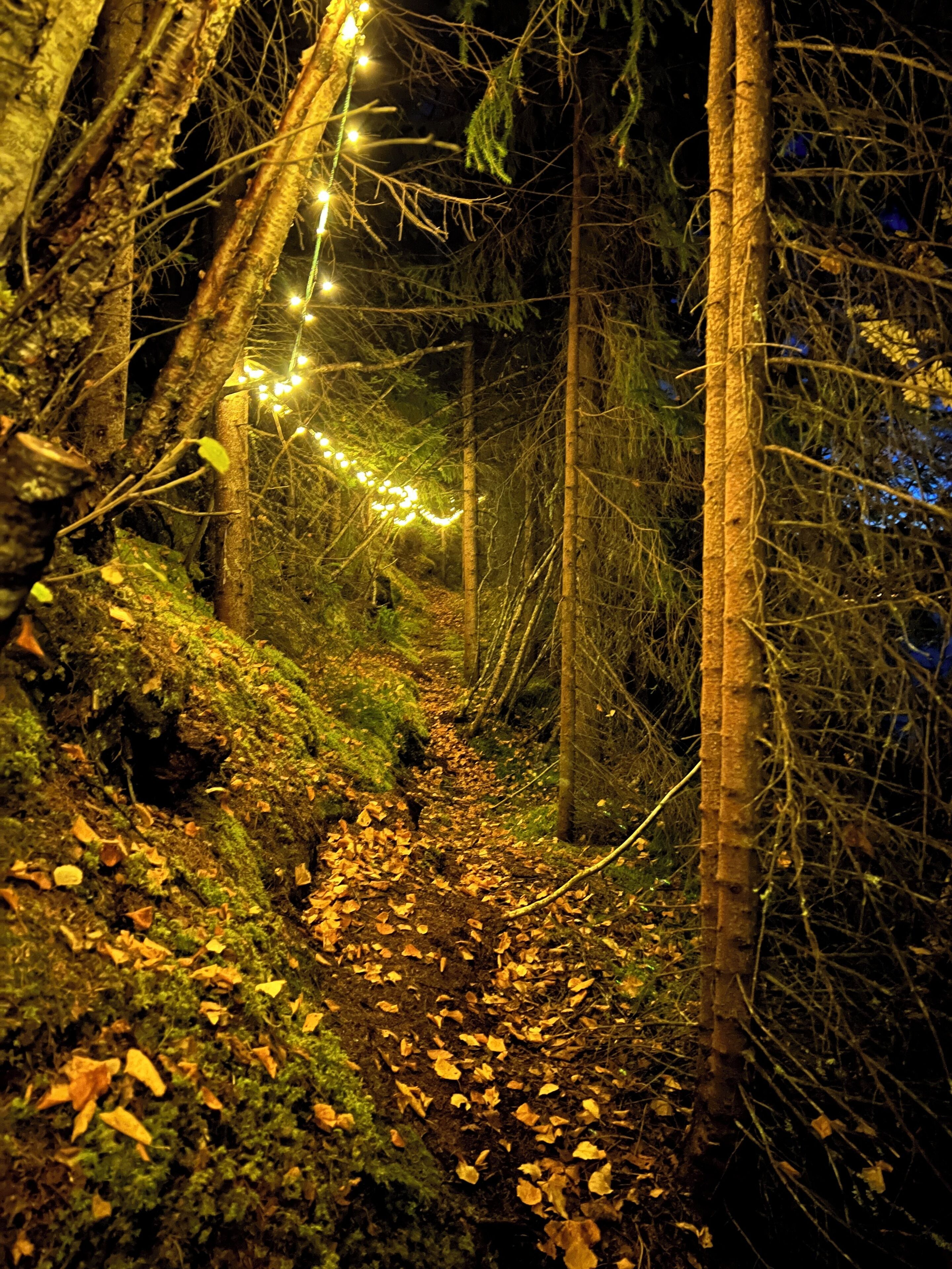 A forest path with string lights, surrounded by trees and fallen leaves.