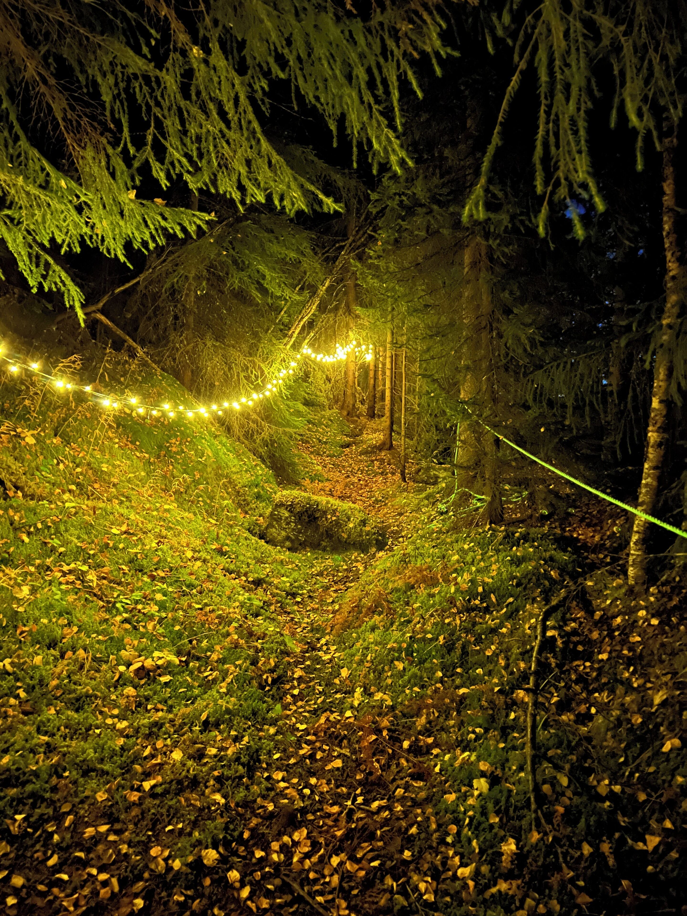 A forest path illuminated by string lights, surrounded by trees and fallen leaves.