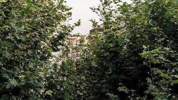 Vegetación densa con edificios al fondo.