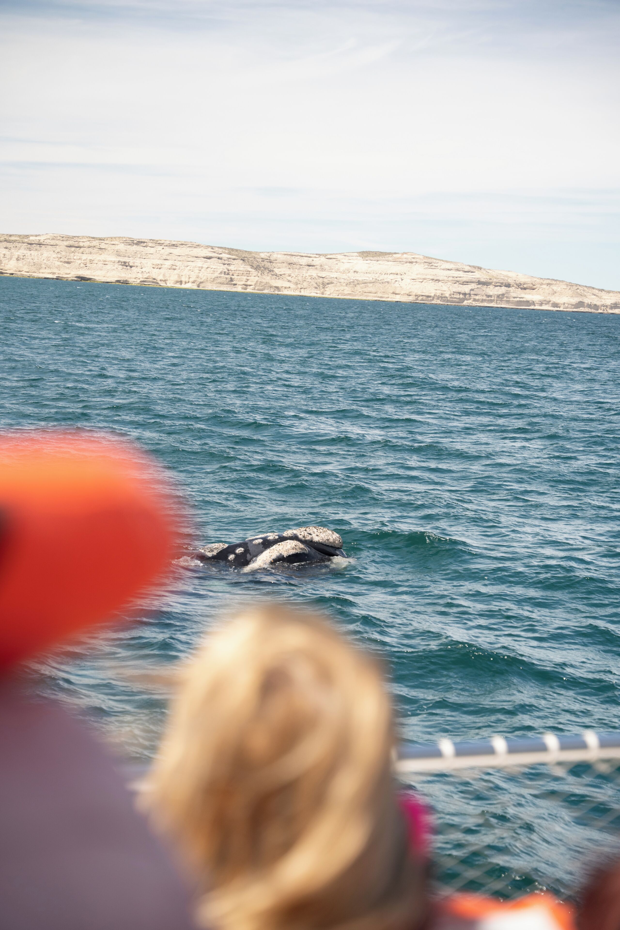 A coastal scene with a whale in the water, cliffs in the background, and a railing in the foreground.