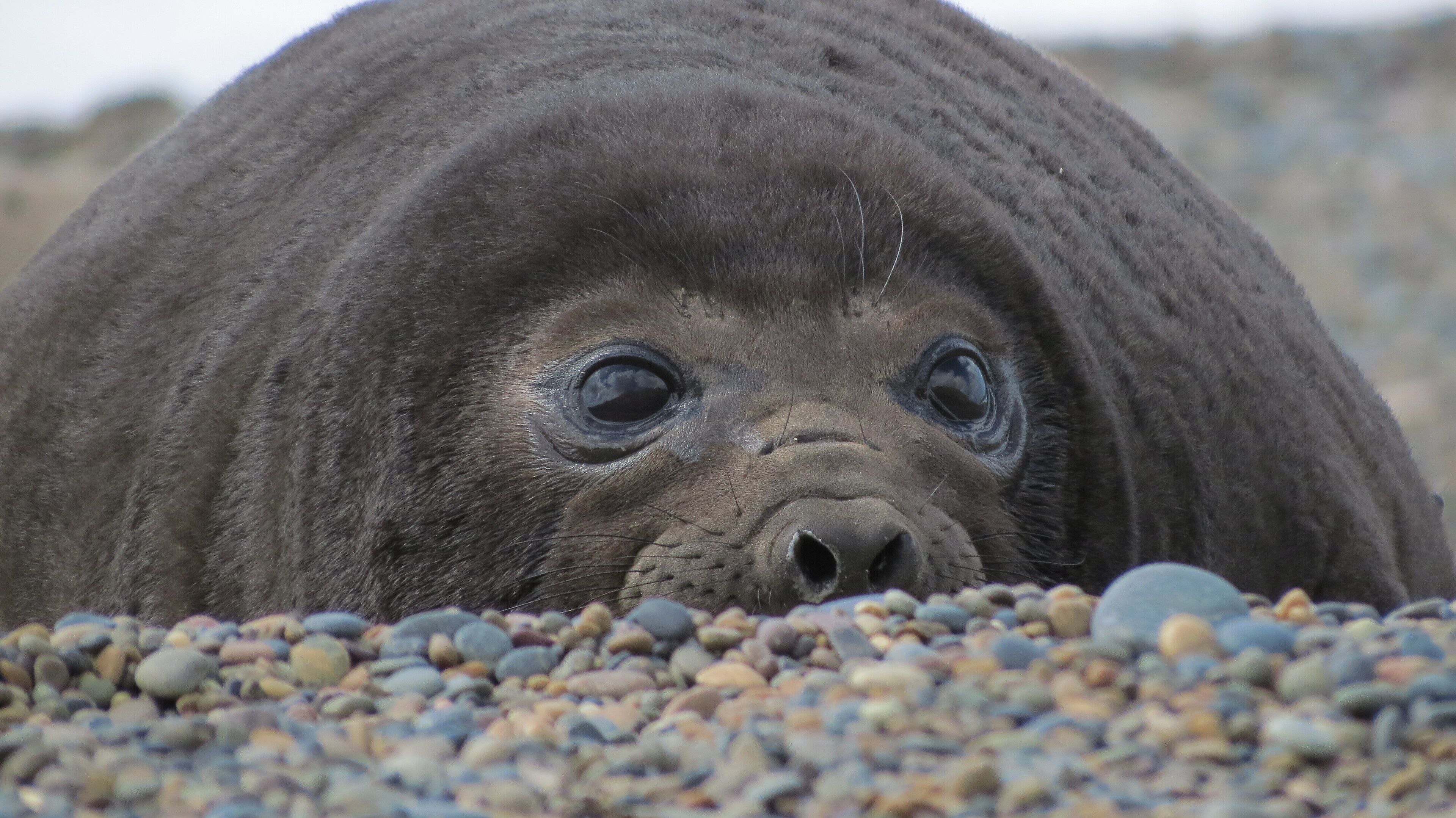 A seal resting on pebbles.