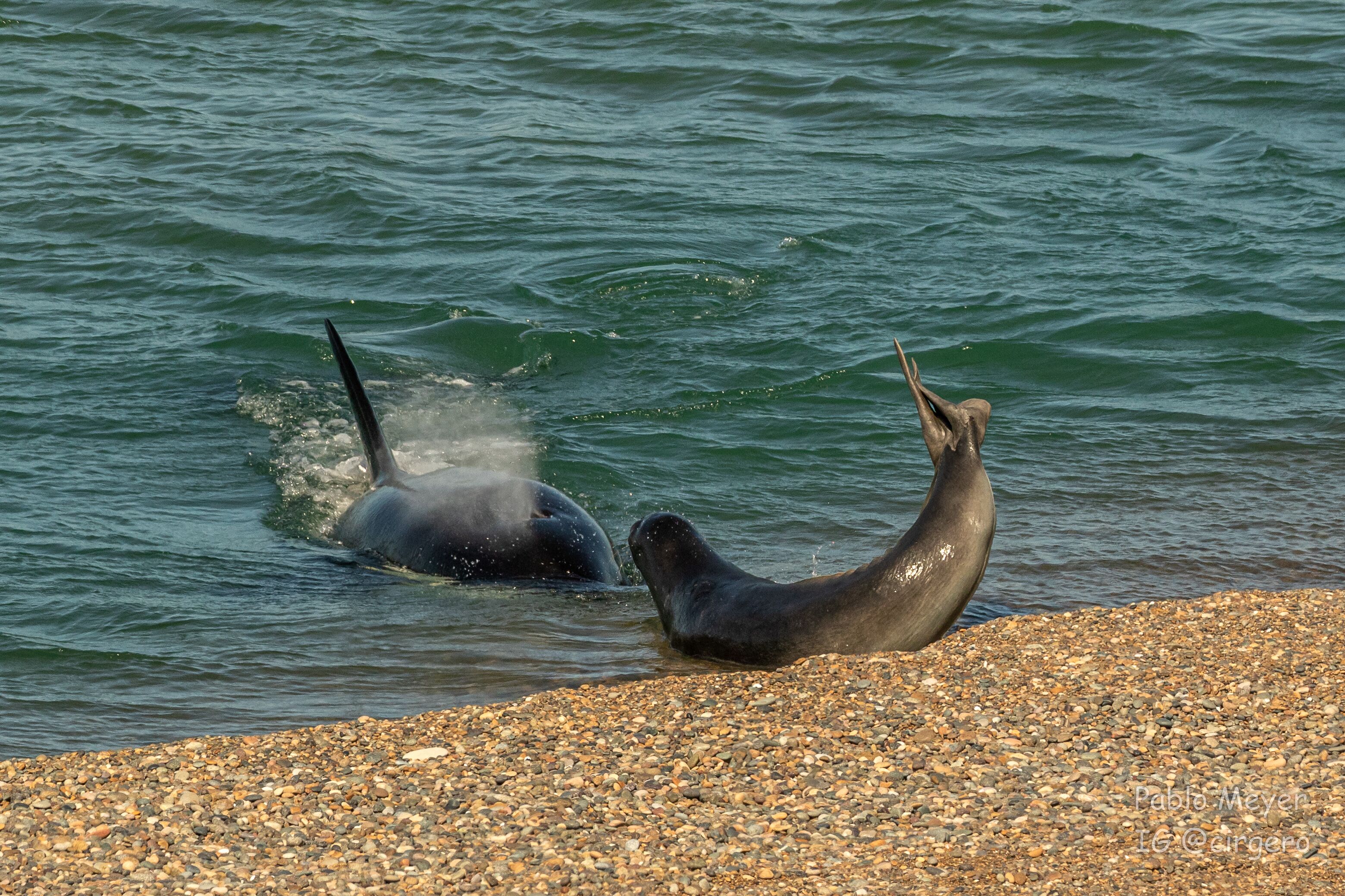 Two seals on a pebbled beach with water in the background.