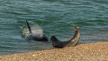 Two seals on a pebbled beach with water in the background.