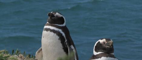 Dos pingüinos en una costa rocosa con una masa de agua al fondo.