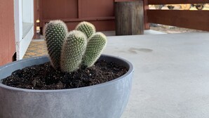 En stor kaktus i en grå potte på en beton gulv.