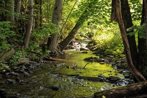 Un ruisseau de forêt, bordé de rochers et de mousse, entouré d’arbres et de verdure.