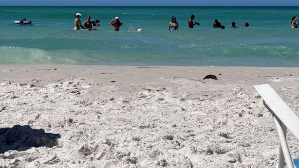 Una playa con gente nadando y una gaviota volando.