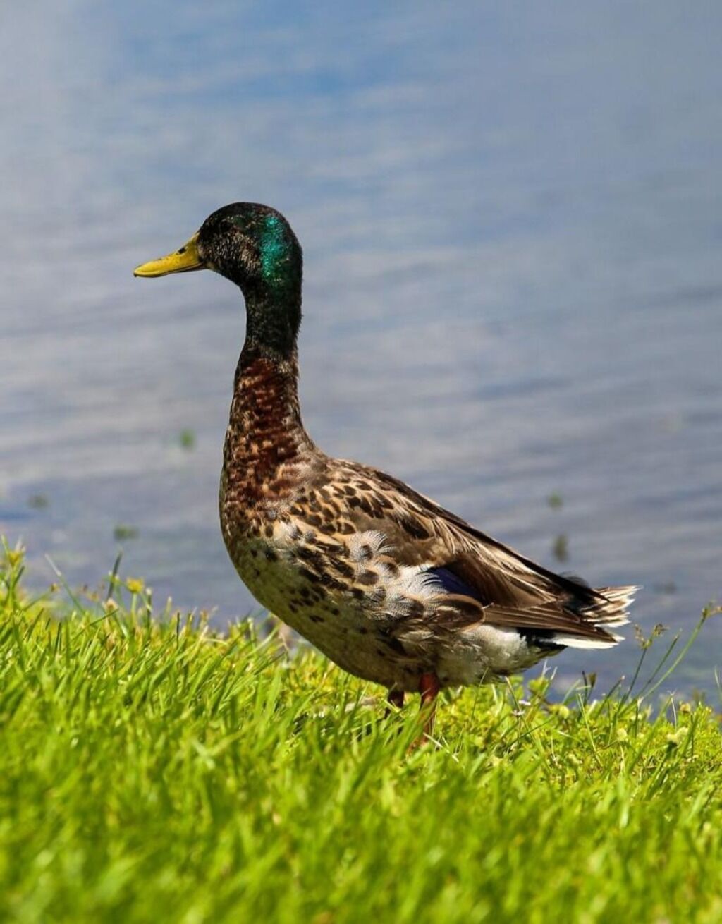 A duck standing on grass near a body of water.