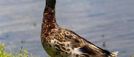 A duck standing on grass near a body of water.