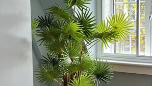 A potted plant on a black metal stand in a room with a window and radiator. - Immaculate 1-bed Apartment in Chelsea London (London)