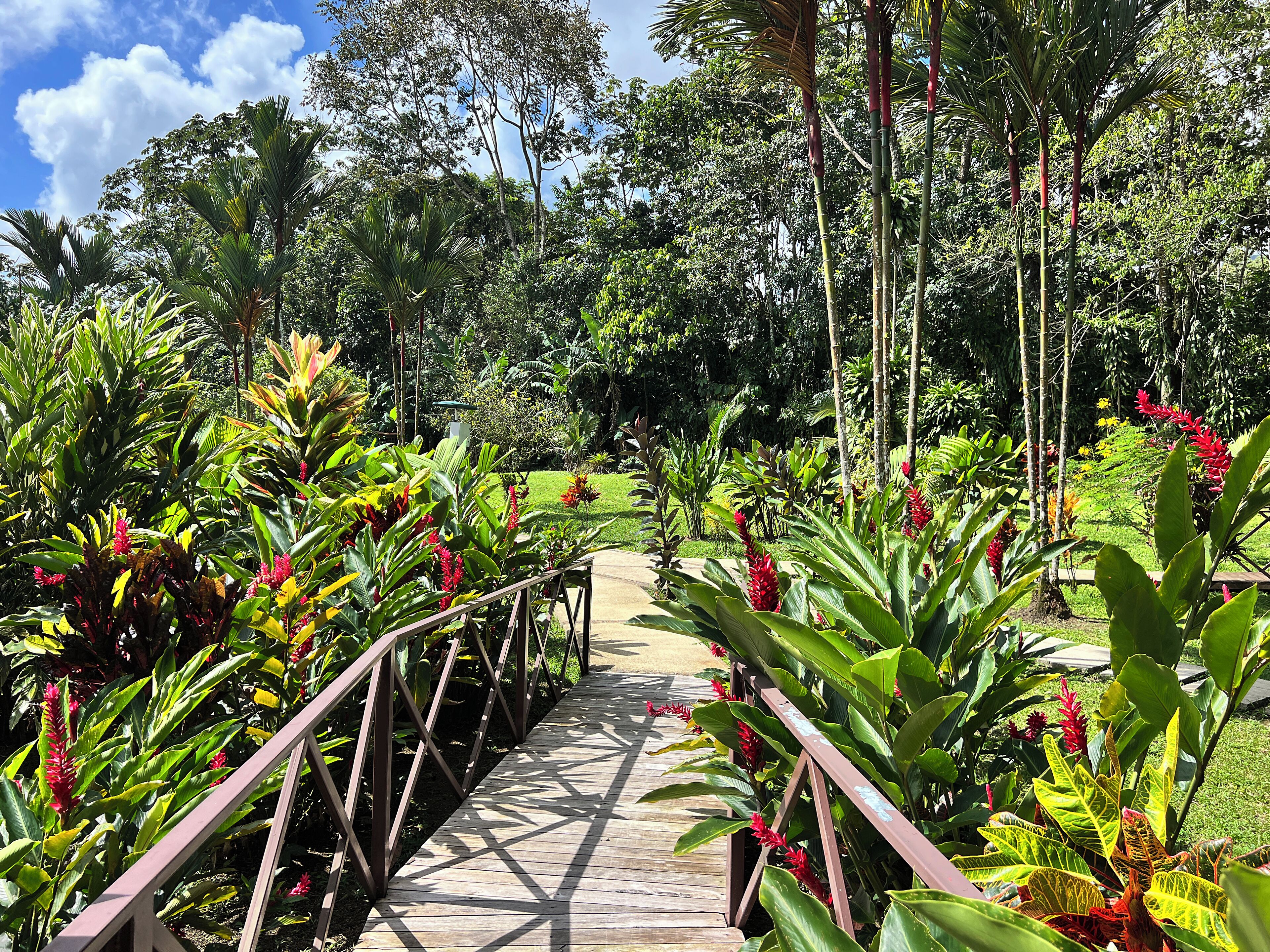 A wooden pathway flanked by lush tropical plants and trees, leading through a garden area.