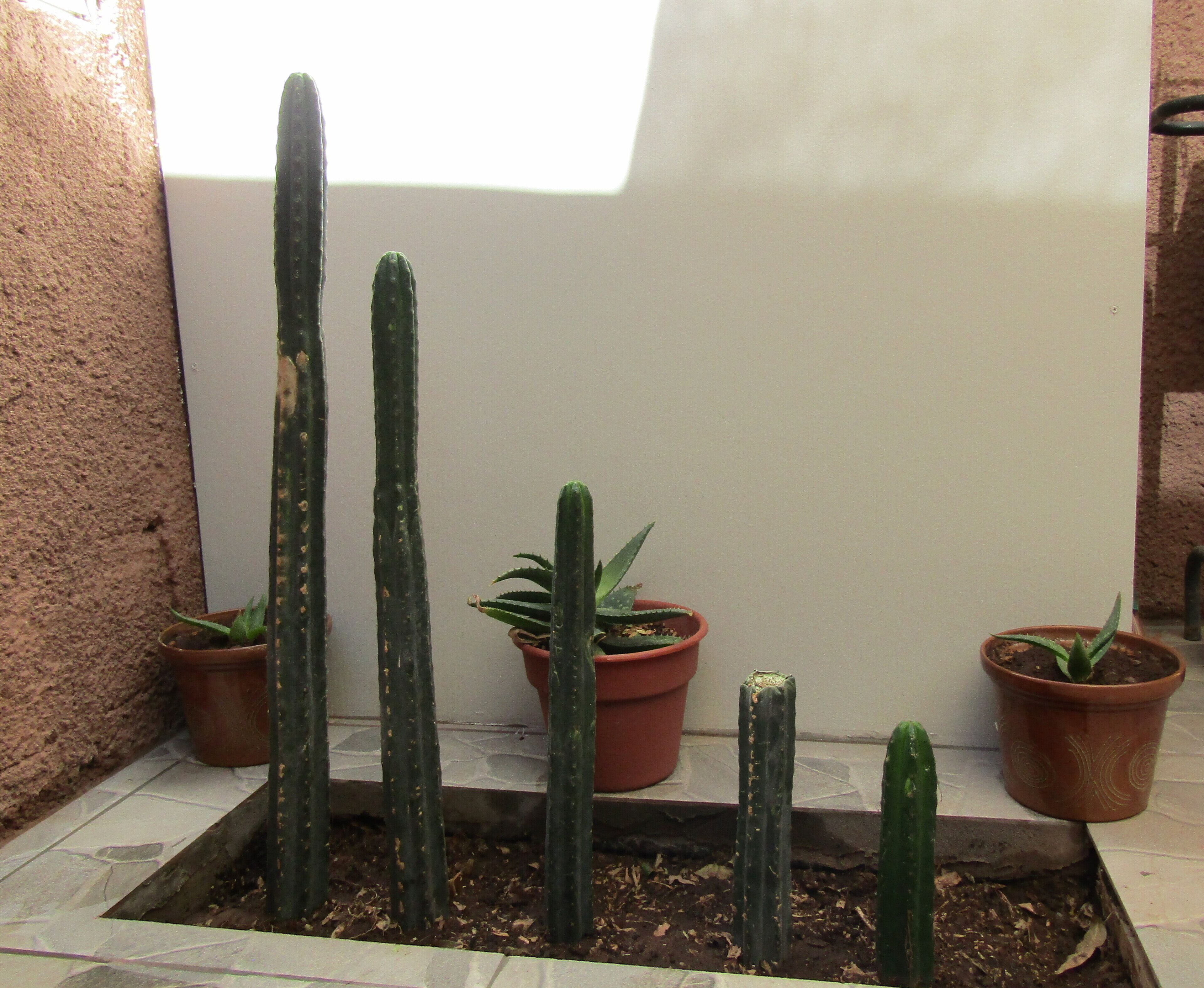 Un rincón con varios cactus en macetas, una pared blanca y una ventana al fondo.