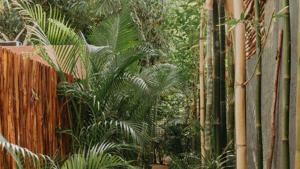 Uma trilha estreita ladeada por vegetação tropical densa e estruturas de bambu.
