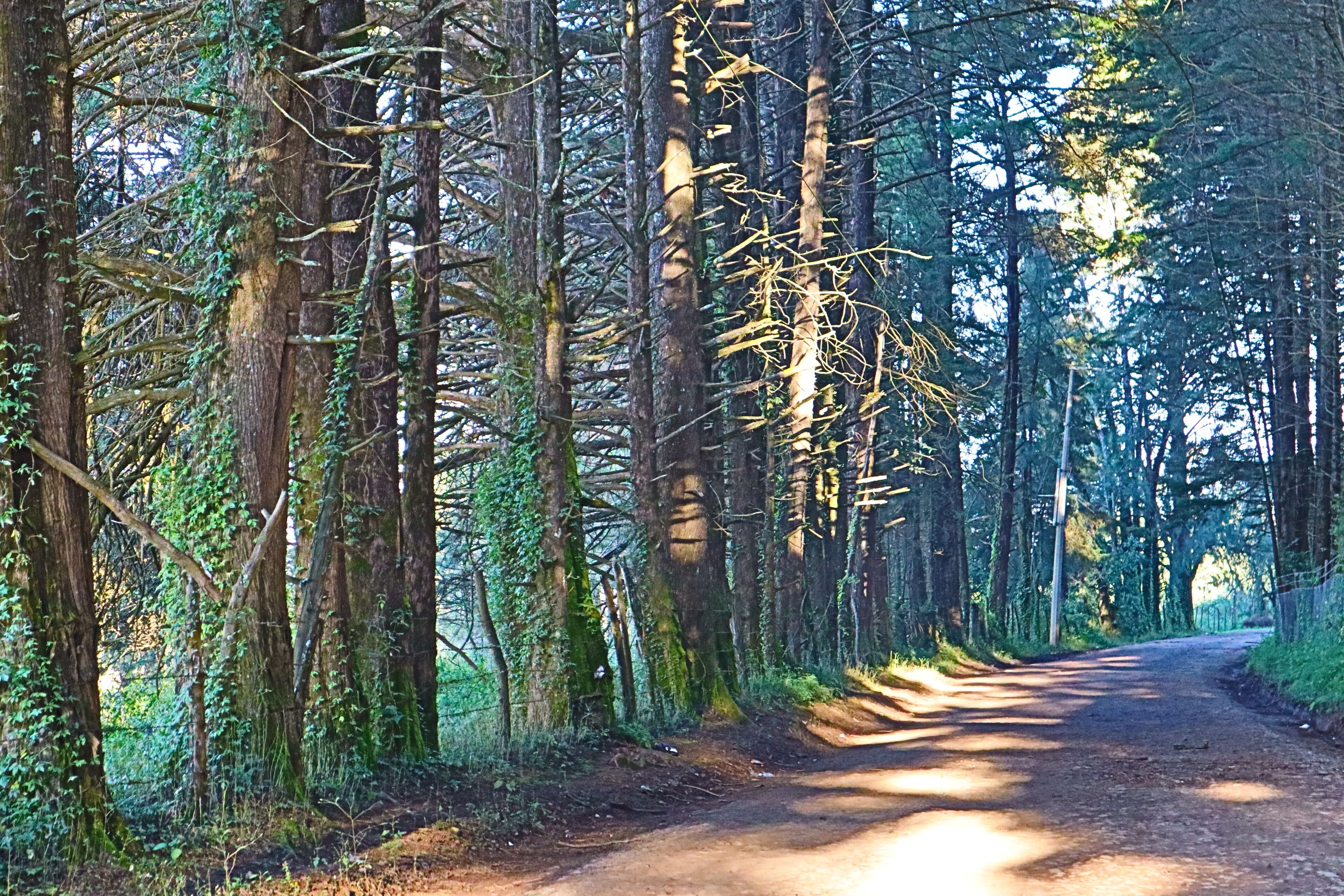 Photo - Masia Arameni