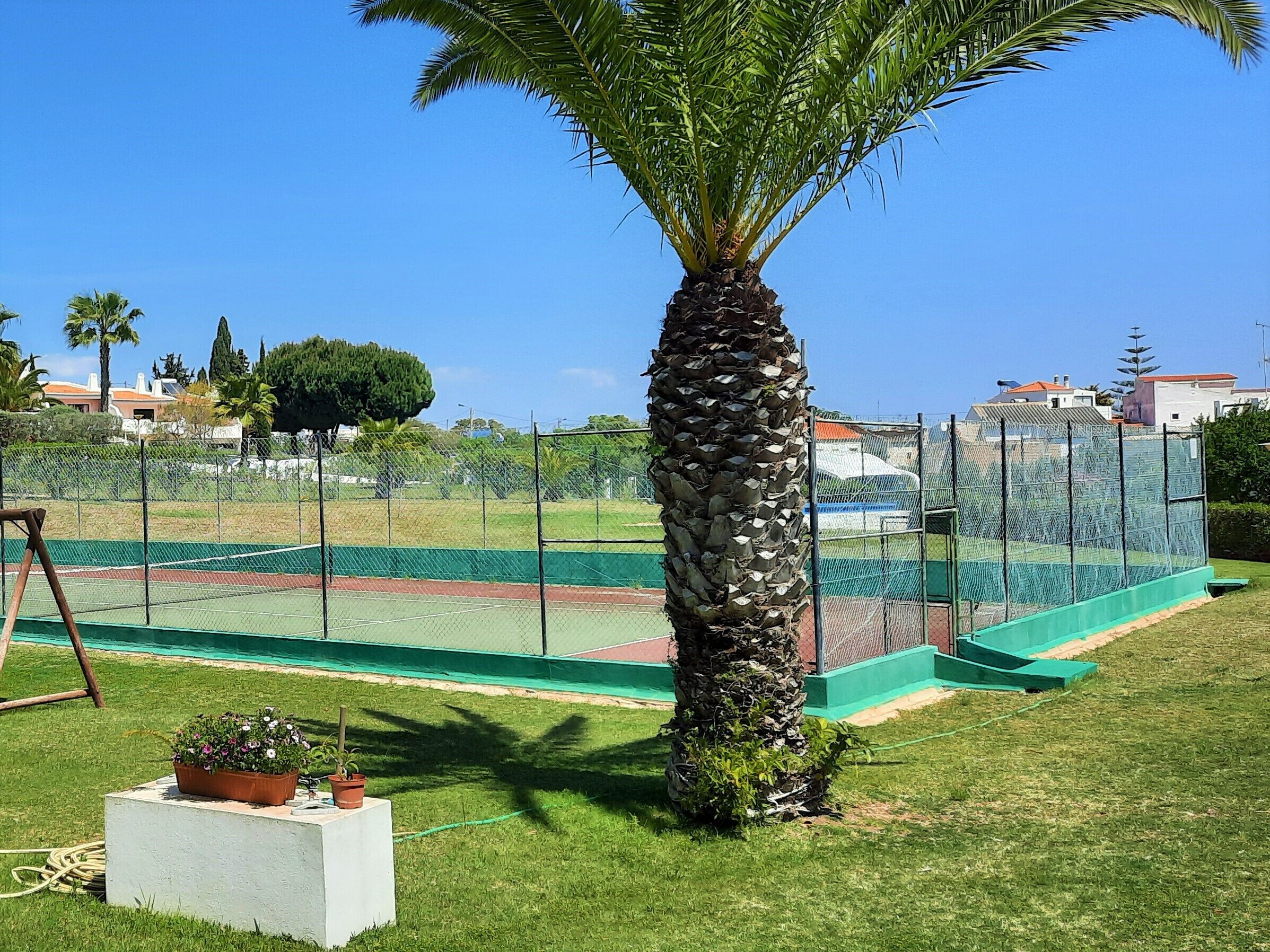 Een tennisbaan met een palmboom op de voorgrond, omringd door een hek en groen.