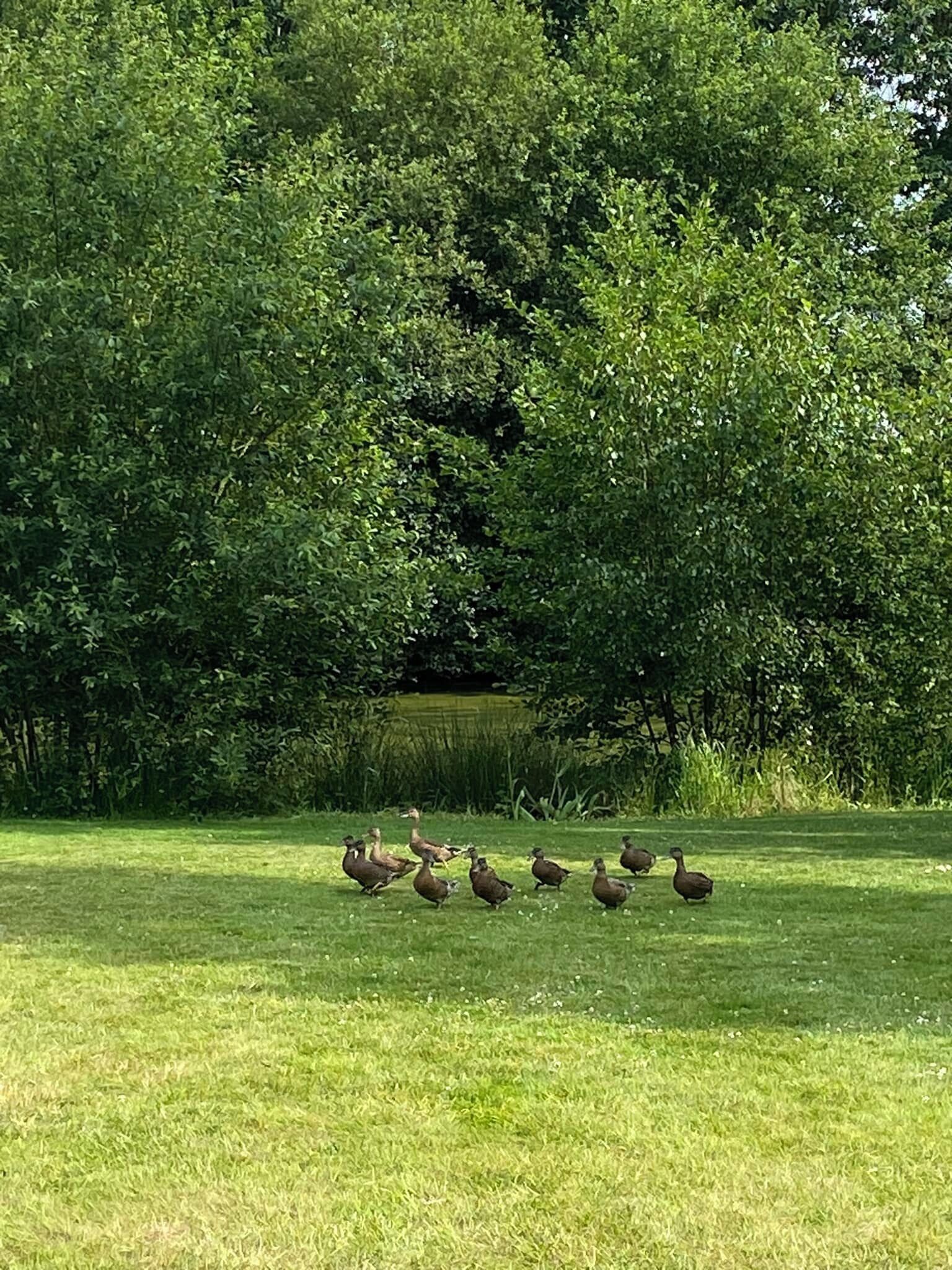 A group of ducks walking on a grassy field with dense trees in the background.