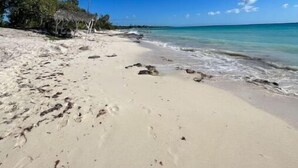 A beach with clear blue water, sandy shore, and palm trees.
