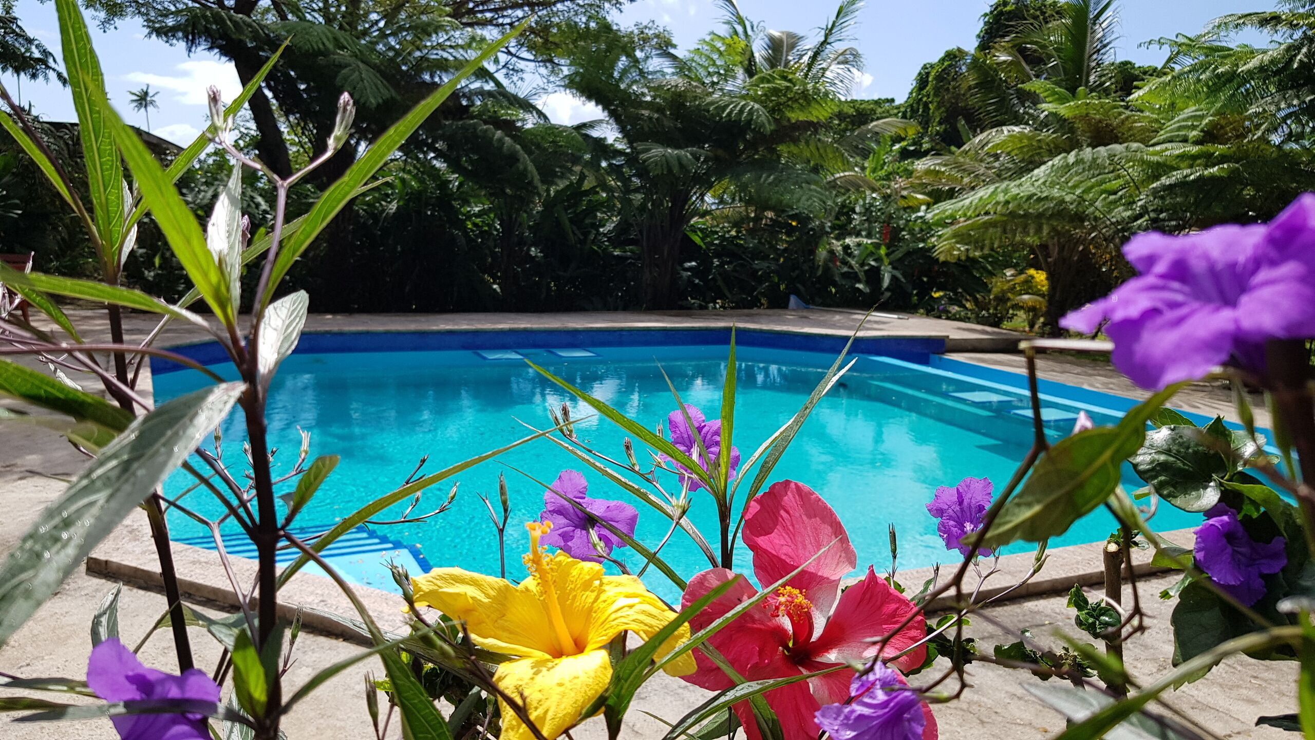 Outdoor pool, sun loungers