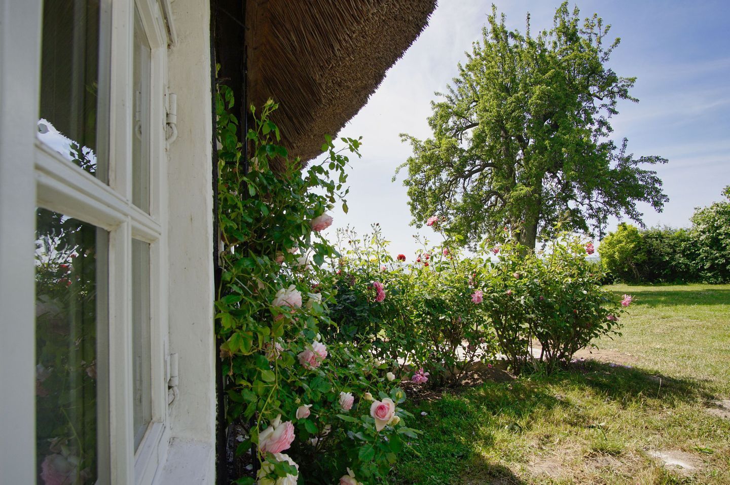A garden with blooming roses and a thatched roof structure.