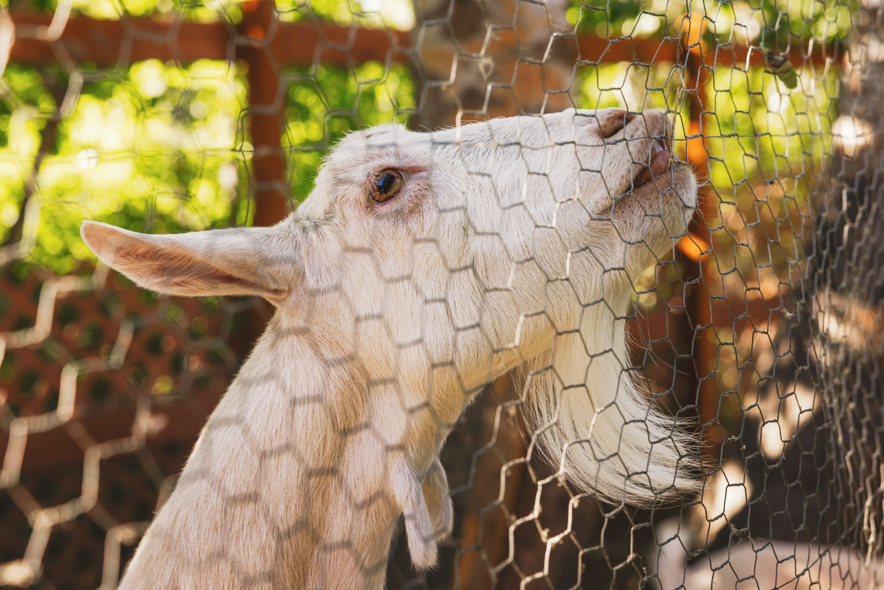 A llama behind a wire fence.