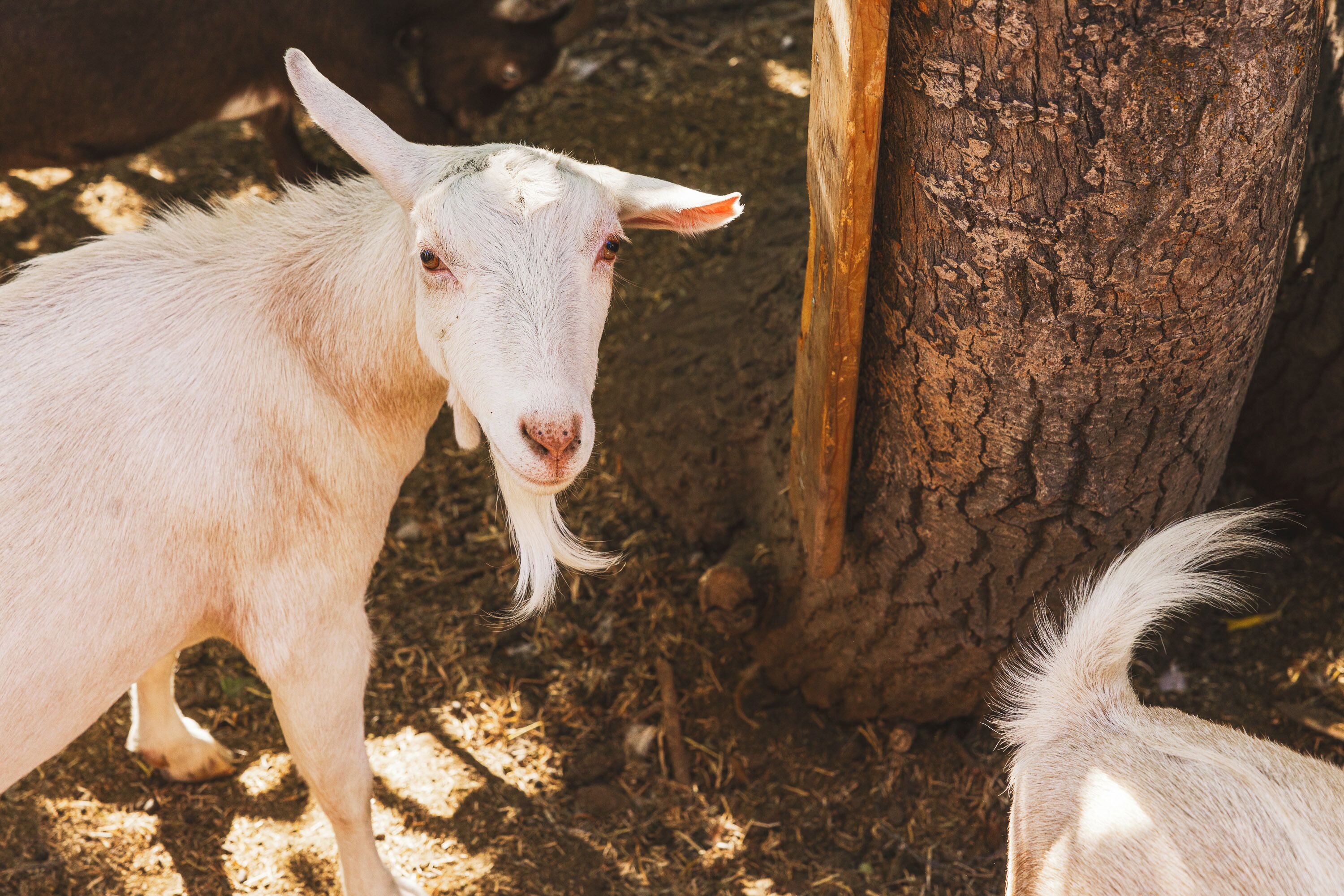 A goat standing next to a tree in a natural setting.