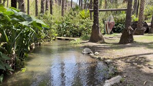 A small stream with clear water, surrounded by lush greenery and trees. - Hacienda Ramona (Comondu)