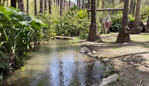 Traditional Cottage | Terrace/patio - Hacienda Ramona (Comondu)
