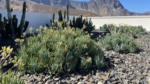 Paesaggio desertico con cactus e una catena montuosa sullo sfondo.