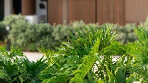 A modern building with a wooden facade and a well-maintained garden with leafy plants. - Vivelorural Agaete great garden & pool (Agaete)