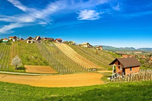 A vineyard with rows of grapevines and houses on a hillside.