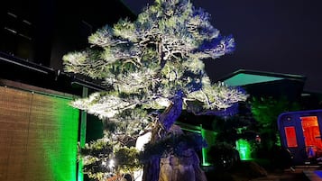 A well-lit bonsai tree in a landscaped area with a building in the background.