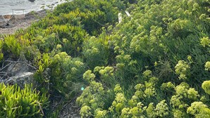 Et kystområde med stengrund og frodig vegetation.