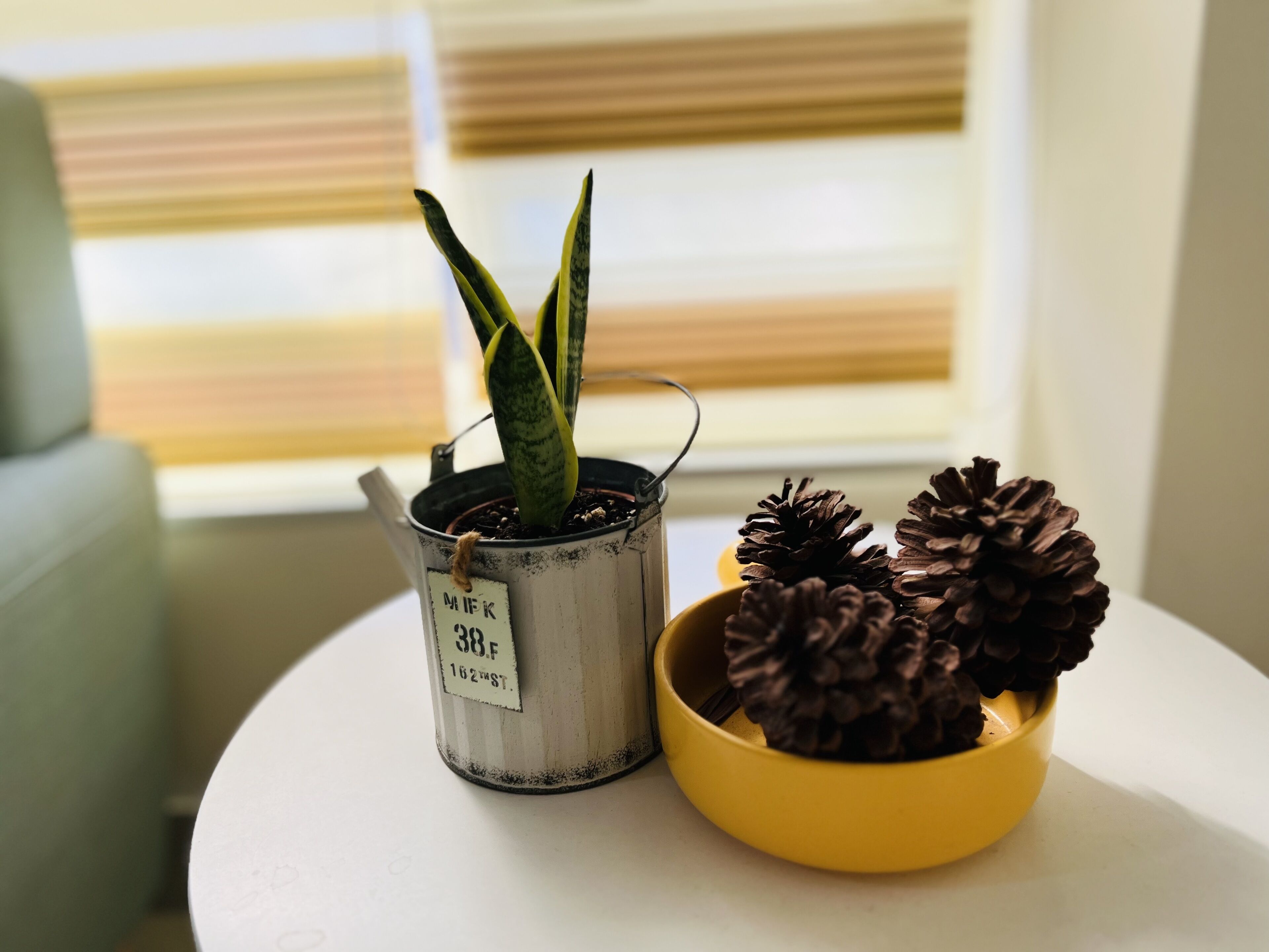 A potted plant with a tag, a yellow bowl with pinecones, and a window with blinds in the background.