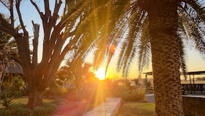 Un sendero bordeado de palmeras con un atardecer al fondo.