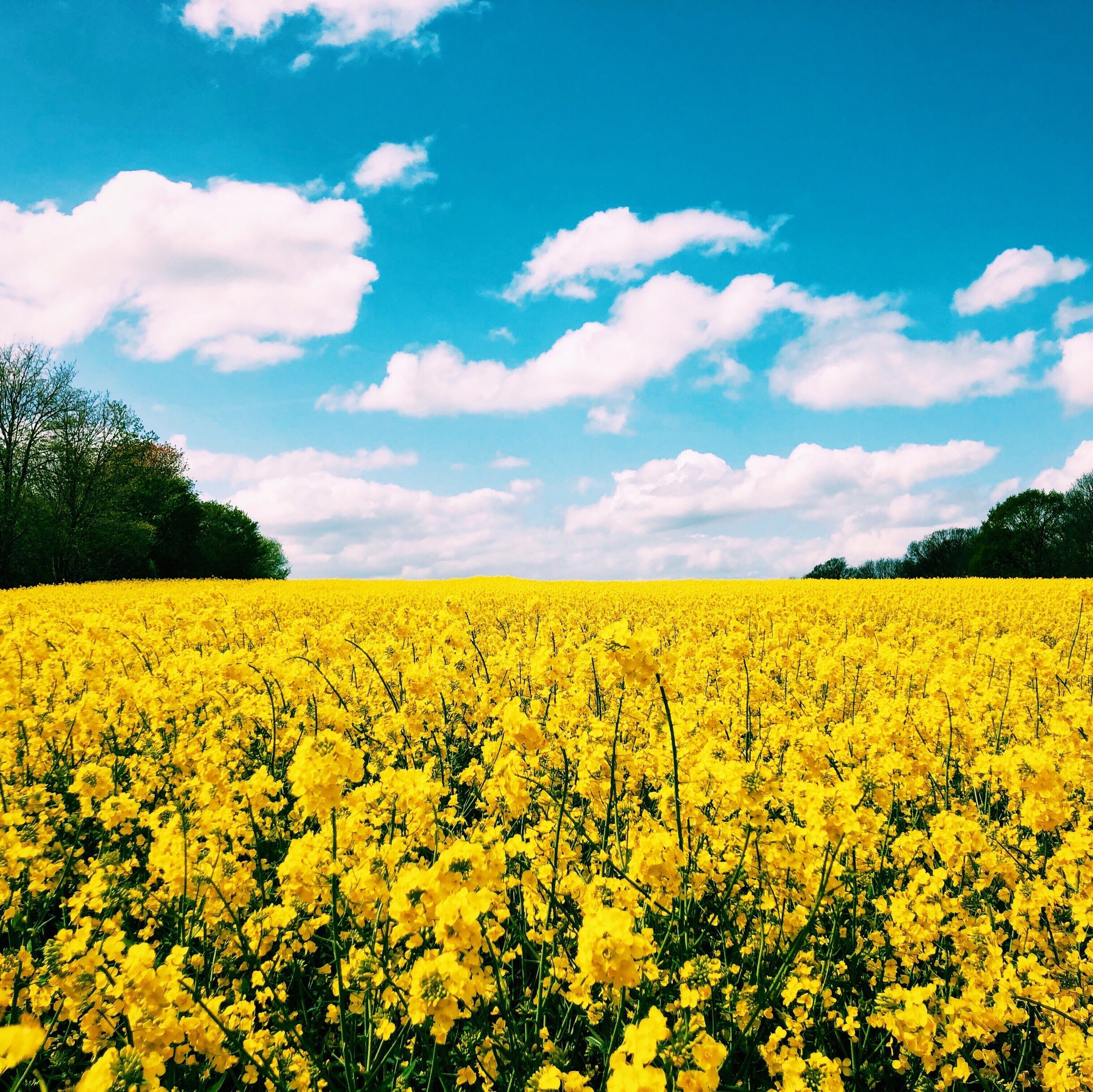 Un campo de flores amarillas bajo un cielo azul despejado.