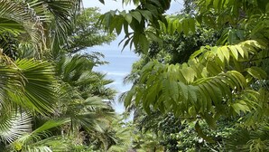 Un sentier pavé, bordé d’une végétation luxuriante et de palmiers, qui mène à un point d’observation offrant une vue lointaine sur une étendue d’eau.